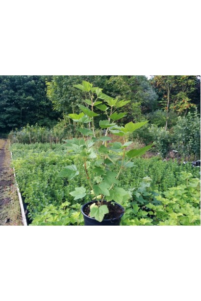 Порічка червона Кияночка в контейнері 3 л